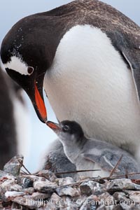 Gentoo penguin tending to its two chicks.  The nest is made of small stones, Pygoscelis papua, Cuverville Island