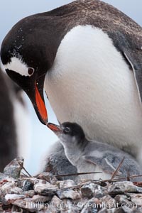 Gentoo penguin tending to its two chicks.  The nest is made of small stones, Pygoscelis papua, Cuverville Island