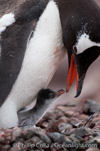 Gentoo penguin, adult tending to its single chick, Pygoscelis papua, Cuverville Island