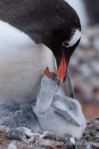 Gentoo penguin, adult tending to its two chicks, on a nest made of small stones.  The chicks will remain in the nest for about 30 days after hatching, Pygoscelis papua, Cuverville Island