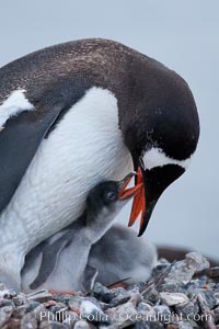 Gentoo penguin tending to its two chicks.  The nest is made of small stones.