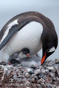 Gentoo penguin, adult tending to its two chicks, on a nest made of small stones.  The chicks will remain in the nest for about 30 days after hatching, Pygoscelis papua, Cuverville Island