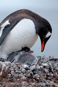 Gentoo penguin, adult tending to its two chicks, on a nest made of small stones.  The chicks will remain in the nest for about 30 days after hatching, Pygoscelis papua, Cuverville Island