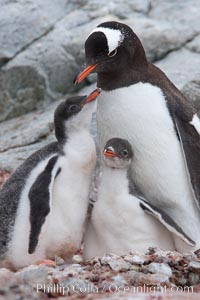 Gentoo penguin adult tending to its two chicks.  The chicks will remain in the nest for about 30 days after hatching, Pygoscelis papua, Peterman Island