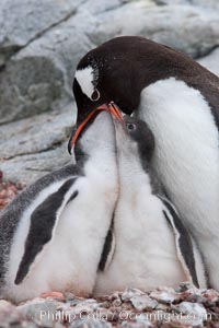 Gentoo penguin, adult feeding one of its two chicks.  The food is likely composed of crustaceans and krill, Pygoscelis papua, Peterman Island