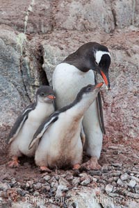 Gentoo penguin tends to two large chicks, Pygoscelis papua, Port Lockroy