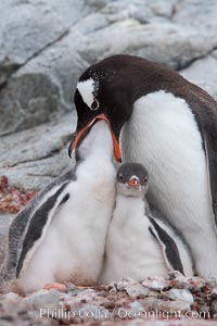 Gentoo penguin, adult feeding one of its two chicks.  The food is likely composed of crustaceans and krill, Pygoscelis papua, Peterman Island
