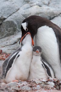 Gentoo penguin, adult feeding one of its two chicks.  The food is likely composed of crustaceans and krill, Pygoscelis papua, Peterman Island