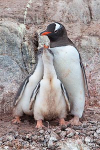 Gentoo penguin tends to two large chicks, Pygoscelis papua, Port Lockroy