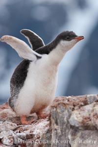 Gentoo penguin chick, Pygoscelis papua, Peterman Island