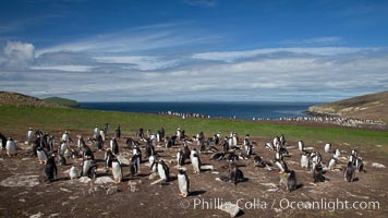 Gentoo penguin colony, set above and inland from the ocean on flat grasslands.  Individual nests are formed of small rocks collected by the penguins, New Island