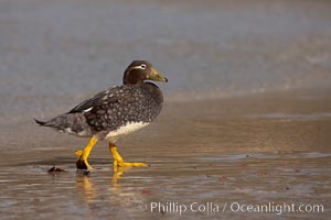 Gentoo penguin coming ashore, after foraging at sea, walking through ocean water as it wades onto a sand beach.  Adult gentoo penguins grow to be 30