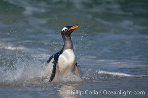 Gentoo penguin coming ashore, after foraging at sea, walking through ocean water as it wades onto a sand beach.  Adult gentoo penguins grow to be 30
