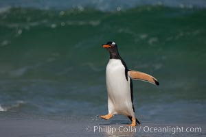 Gentoo penguin coming ashore, after foraging at sea, walking through ocean water as it wades onto a sand beach.  Adult gentoo penguins grow to be 30" and 19lb in size.  They feed on fish and crustaceans.  Gentoo penguins reside in colonies well inland from the ocean, often formed of a circular collection of stones gathered by the penguins, Pygoscelis papua, New Island