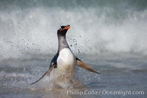 Gentoo penguin coming ashore, after foraging at sea, walking through ocean water as it wades onto a sand beach.  Adult gentoo penguins grow to be 30