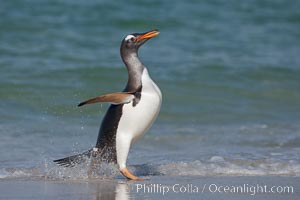 Gentoo penguin coming ashore, after foraging at sea, walking through ocean water as it wades onto a sand beach.  Adult gentoo penguins grow to be 30