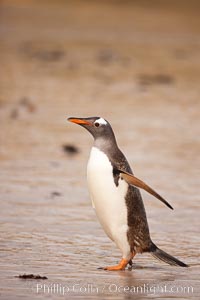 Gentoo penguin coming ashore, after foraging at sea, walking through ocean water as it wades onto a sand beach.  Adult gentoo penguins grow to be 30