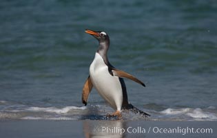 Gentoo penguin coming ashore, after foraging at sea, walking through ocean water as it wades onto a sand beach.  Adult gentoo penguins grow to be 30