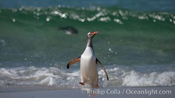 Gentoo penguin coming ashore, after foraging at sea, walking through ocean water as it wades onto a sand beach.  Adult gentoo penguins grow to be 30" and 19lb in size.  They feed on fish and crustaceans.  Gentoo penguins reside in colonies well inland from the ocean, often formed of a circular collection of stones gathered by the penguins, Pygoscelis papua, New Island