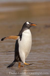 Gentoo penguin coming ashore, after foraging at sea, walking through ocean water as it wades onto a sand beach.  Adult gentoo penguins grow to be 30" and 19lb in size.  They feed on fish and crustaceans.  Gentoo penguins reside in colonies well inland from the ocean, often formed of a circular collection of stones gathered by the penguins, Pygoscelis papua, New Island