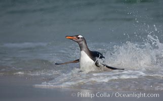 Gentoo penguin coming ashore, after foraging at sea, walking through ocean water as it wades onto a sand beach.  Adult gentoo penguins grow to be 30" and 19lb in size.  They feed on fish and crustaceans.  Gentoo penguins reside in colonies well inland from the ocean, often formed of a circular collection of stones gathered by the penguins, Pygoscelis papua, New Island