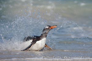 Gentoo penguin coming ashore, after foraging at sea, walking through ocean water as it wades onto a sand beach.  Adult gentoo penguins grow to be 30" and 19lb in size.  They feed on fish and crustaceans.  Gentoo penguins reside in colonies well inland from the ocean, often formed of a circular collection of stones gathered by the penguins, Pygoscelis papua, New Island