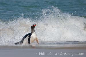 Gentoo penguin coming ashore, after foraging at sea, walking through ocean water as it wades onto a sand beach.  Adult gentoo penguins grow to be 30" and 19lb in size.  They feed on fish and crustaceans.  Gentoo penguins reside in colonies well inland from the ocean, often formed of a circular collection of stones gathered by the penguins, Pygoscelis papua, New Island