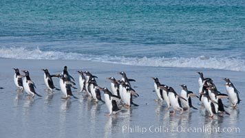 Gentoo penguin coming ashore, after foraging at sea, walking through ocean water as it wades onto a sand beach.  Adult gentoo penguins grow to be 30