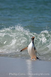 Gentoo penguin coming ashore, after foraging at sea, walking through ocean water as it wades onto a sand beach.  Adult gentoo penguins grow to be 30" and 19lb in size.  They feed on fish and crustaceans.  Gentoo penguins reside in colonies well inland from the ocean, often formed of a circular collection of stones gathered by the penguins, Pygoscelis papua, New Island