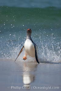 Gentoo penguin coming ashore, after foraging at sea, walking through ocean water as it wades onto a sand beach.  Adult gentoo penguins grow to be 30" and 19lb in size.  They feed on fish and crustaceans.  Gentoo penguins reside in colonies well inland from the ocean, often formed of a circular collection of stones gathered by the penguins, Pygoscelis papua, New Island