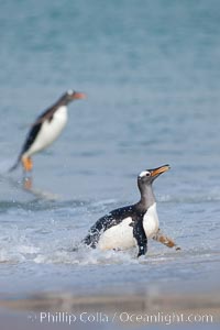 Gentoo penguin coming ashore, after foraging at sea, walking through ocean water as it wades onto a sand beach.  Adult gentoo penguins grow to be 30" and 19lb in size.  They feed on fish and crustaceans.  Gentoo penguins reside in colonies well inland from the ocean, often formed of a circular collection of stones gathered by the penguins, Pygoscelis papua, New Island