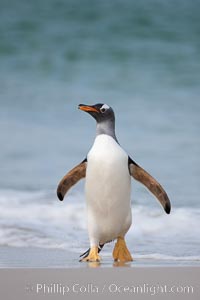 Gentoo penguin coming ashore, after foraging at sea, walking through ocean water as it wades onto a sand beach.  Adult gentoo penguins grow to be 30" and 19lb in size.  They feed on fish and crustaceans.  Gentoo penguins reside in colonies well inland from the ocean, often formed of a circular collection of stones gathered by the penguins, Pygoscelis papua, New Island