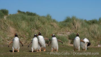 Gentoo penguins, walking over short grass to their colony on Carcass Island, Pygoscelis papua