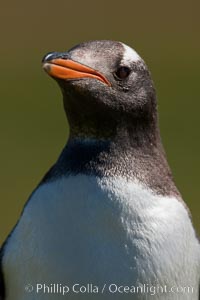 Gentoo penguin, portrait showing the distinctive orange bill and bonnet-shaped striped across its head, Pygoscelis papua, Carcass Island