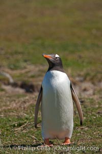 Gentoo penguin.  Gentoo penguins reach 36" in height and weigh up to 20 lbs.  They are the fastest swimming species of penguing, feeding in marine crustaceans and fishes, Pygoscelis papua, Carcass Island