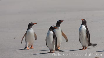 Gentoo penguins, Carcass Island, Pygoscelis papua