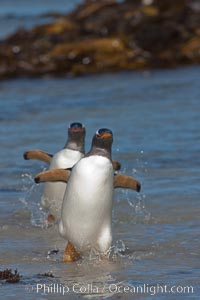 Gentoo penguin, returning from the sea after foraging for crustaceans, krill and fish, Pygoscelis papua, Carcass Island