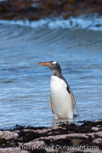 Gentoo penguin, returning from the sea after foraging for crustaceans, krill and fish, Pygoscelis papua, Carcass Island