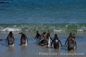 Gentoo penguins, Carcass Island, Pygoscelis papua