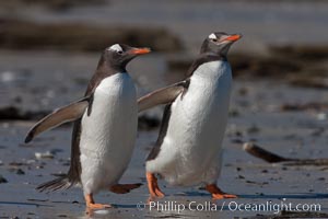 Gentoo penguins, Carcass Island. Falkland Islands, United Kingdom, Pygoscelis papua, natural history stock photograph, photo id 24041