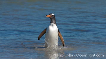 Gentoo penguin, returning from the sea after foraging for crustaceans, krill and fish. Carcass Island, Falkland Islands, United Kingdom, Pygoscelis papua, natural history stock photograph, photo id 24043