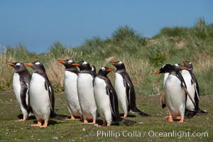 Gentoo penguins, walking over short grass to their colony on Carcass Island, Pygoscelis papua