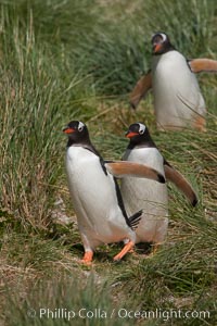 Magellanic penguins walk through tussock grass.  After foraging in the ocean for food, the penguins make their way to the interior of the island to rest at their colony, Pygoscelis papua, Carcass Island