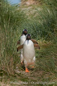 Magellanic penguins walk through tussock grass.  After foraging in the ocean for food, the penguins make their way to the interior of the island to rest at their colony, Pygoscelis papua, Carcass Island