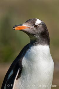 Gentoo penguin, portrait showing the distinctive orange bill and bonnet-shaped striped across its head, Pygoscelis papua, Carcass Island