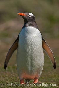 Gentoo penguin.  Gentoo penguins reach 36" in height and weigh up to 20 lbs.  They are the fastest swimming species of penguing, feeding in marine crustaceans and fishes, Pygoscelis papua, Carcass Island