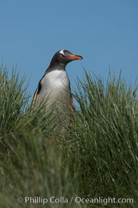 Gentoo penguin, atop of hill of tall tussock grass, Pygoscelis papua, Carcass Island