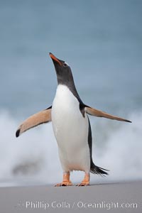 Gentoo penguin coming ashore, after foraging at sea, walking through ocean water as it wades onto a sand beach.  Adult gentoo penguins grow to be 30" and 19lb in size.  They feed on fish and crustaceans.  Gentoo penguins reside in colonies well inland from the ocean, often formed of a circular collection of stones gathered by the penguins, Pygoscelis papua, New Island