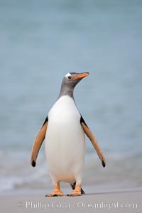 Gentoo penguin coming ashore, after foraging at sea, walking through ocean water as it wades onto a sand beach.  Adult gentoo penguins grow to be 30" and 19lb in size.  They feed on fish and crustaceans.  Gentoo penguins reside in colonies well inland from the ocean, often formed of a circular collection of stones gathered by the penguins, Pygoscelis papua, New Island