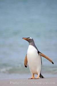 Gentoo penguin coming ashore, after foraging at sea, walking through ocean water as it wades onto a sand beach.  Adult gentoo penguins grow to be 30" and 19lb in size.  They feed on fish and crustaceans.  Gentoo penguins reside in colonies well inland from the ocean, often formed of a circular collection of stones gathered by the penguins, Pygoscelis papua, New Island